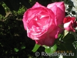 Rose Gaujard Rose Gaujard