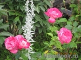 Rose Gaujard Rose Gaujard