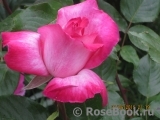 Rose Gaujard Rose Gaujard