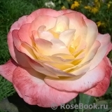 Belle Perle Belle Perle