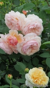 A Shropshire Lad