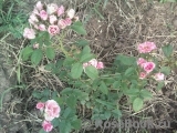 Pink Flash Pink Flash