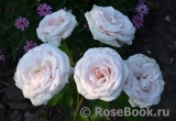 Rosa Belmonte Rosa Belmonte