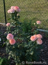 Bloom of Ruth Bloom of Ruth