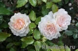 Chandos Beauty Chandos Beauty