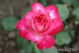 Rose Gaujard Rose Gaujard