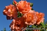 Westerland Westerland