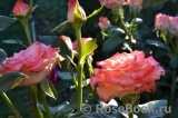 Blush Blush