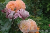 Rosemary Harkness Rosemary Harkness