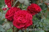 Rose des 4 Vents Rose des 4 Vents