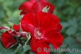 Roter Korsar Roter Korsar