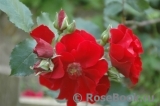 Roter Korsar Roter Korsar