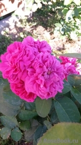 Rose de Rescht Rose de Rescht