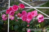 Decor Rose