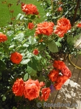 Terracotta ® Terracotta ®
