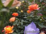 Rose des Cisterciens Rose des Cisterciens