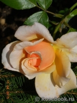 Caron Keating Rose Caron Keating Rose