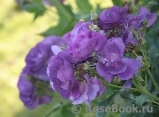 Rhapsody in Blue Rhapsody in Blue