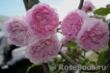Cottage Rose Cottage Rose
