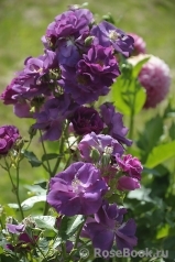 Rhapsody in Blue Rhapsody in Blue