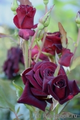 Black Baccara Black Baccara