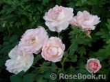 Morden Blush