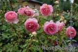 Jubilee Celebration® Jubilee Celebration®
