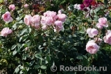 The Alnwick Rose The Alnwick Rose