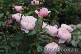 The Alnwick Rose The Alnwick Rose