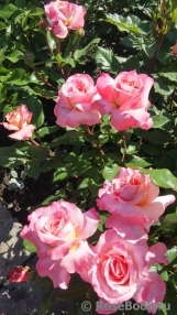 Augusta Luise Augusta Luise