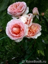 Abraham Darby Abraham Darby