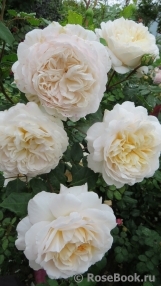 Crocus Rose® Crocus Rose®