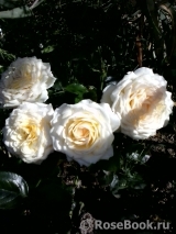 Cream Abundance Cream Abundance