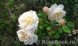 Crocus Rose® Crocus Rose®