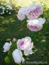 The Wedgwood Rose The Wedgwood Rose