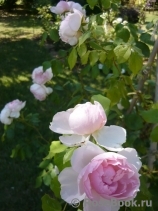 The Wedgwood Rose The Wedgwood Rose