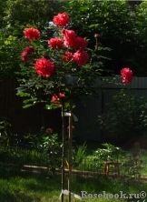 Rosarium Uetersen Rosarium Uetersen