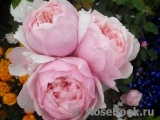 The Alnwick Rose The Alnwick Rose