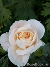 Crocus Rose® Crocus Rose®