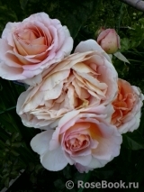 Abraham Darby Abraham Darby