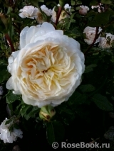 Crocus Rose® Crocus Rose®