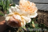 Apricot Sky ®