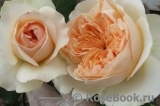 Apricot Sky ®