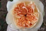 Apricot Sky ®