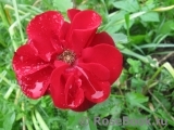 Roter Korsar Roter Korsar