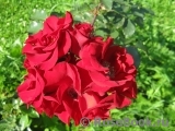 Roter Korsar Roter Korsar