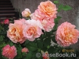 Augusta Luise Augusta Luise