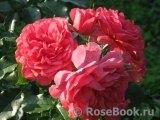 Rosarium Uetersen Rosarium Uetersen