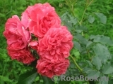 Rosarium Uetersen Rosarium Uetersen