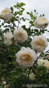Crocus Rose® Crocus Rose®